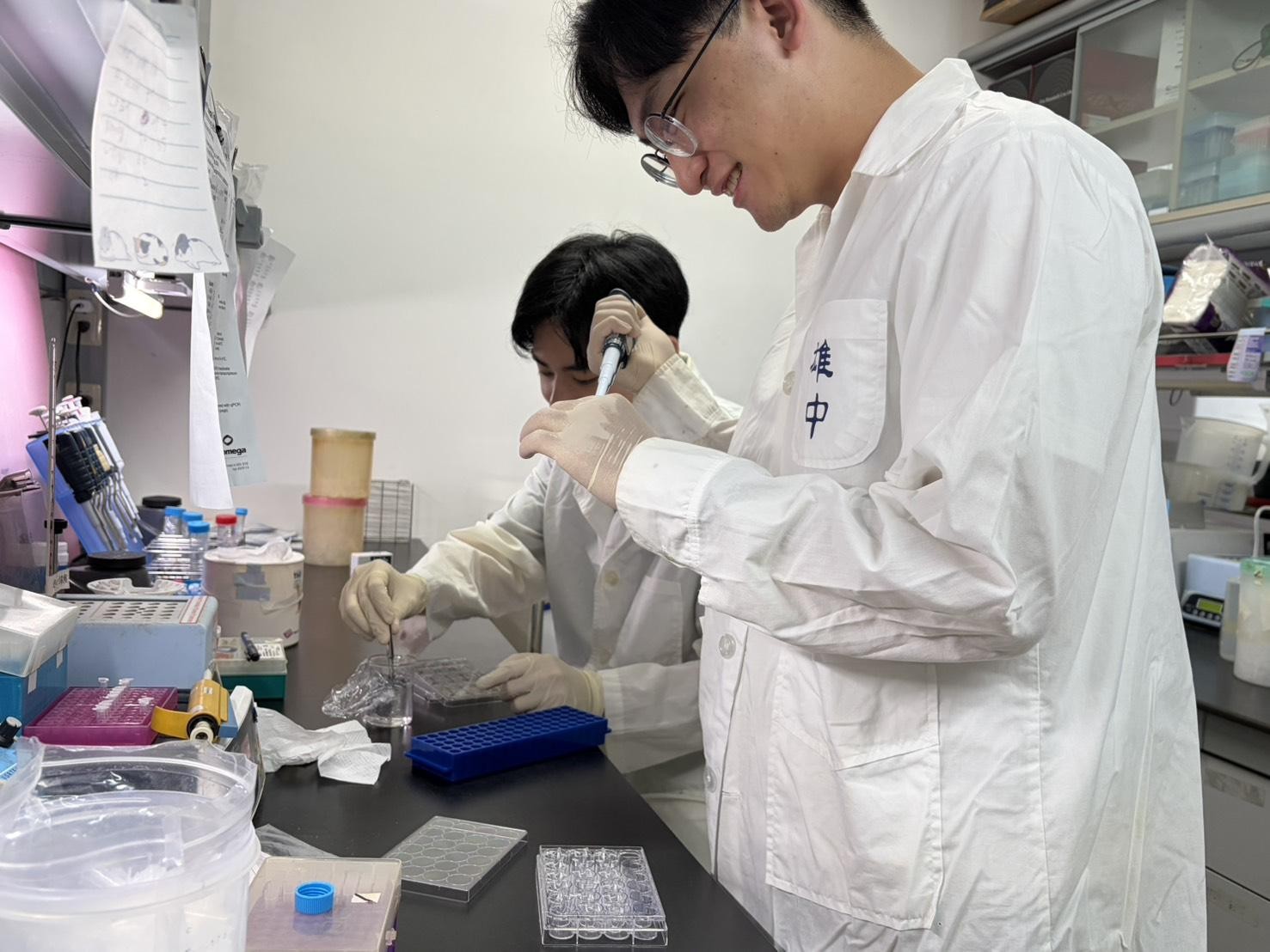 圖說：為了驗證ISX與TWIST-1的合作，研究團隊進一步分析625位肝癌患者的臨床樣本。示意圖